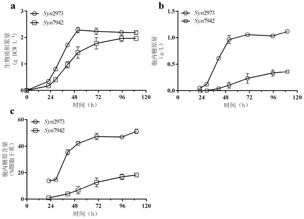 Constructs, strains and methods for producing carbohydrates using Synechococcus utex2973