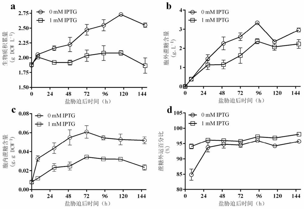 Constructs, strains and methods for producing carbohydrates using Synechococcus utex2973