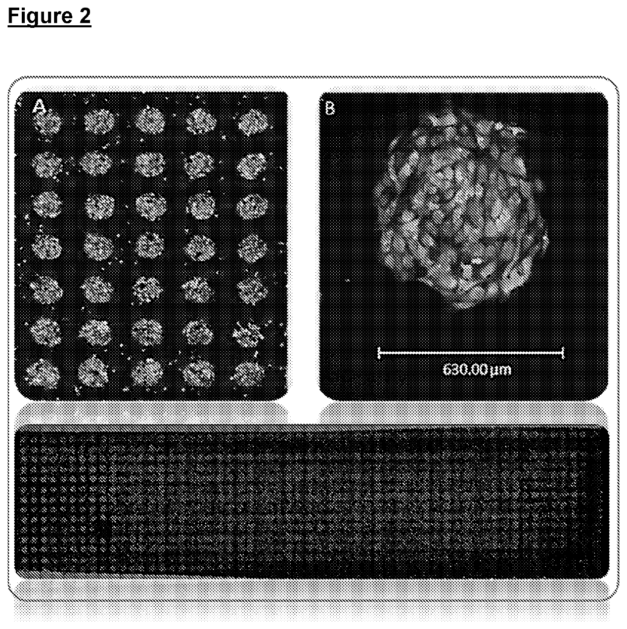 Improvements relating to cell transfection