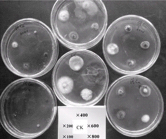 Preparation method for enteromorpha polysaccharide cuaminosulfate bactericide