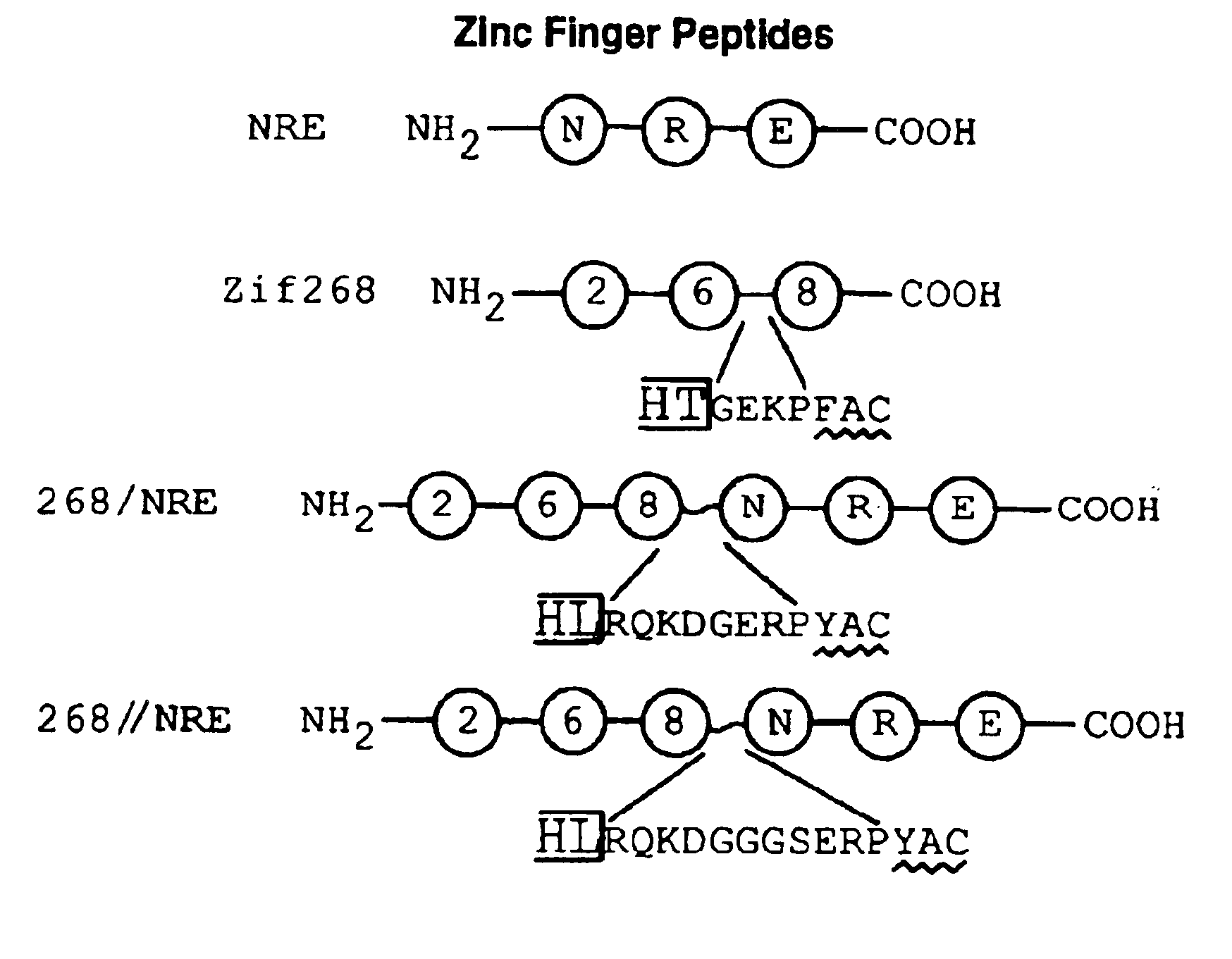 Poly zinc finger proteins with improved linkers