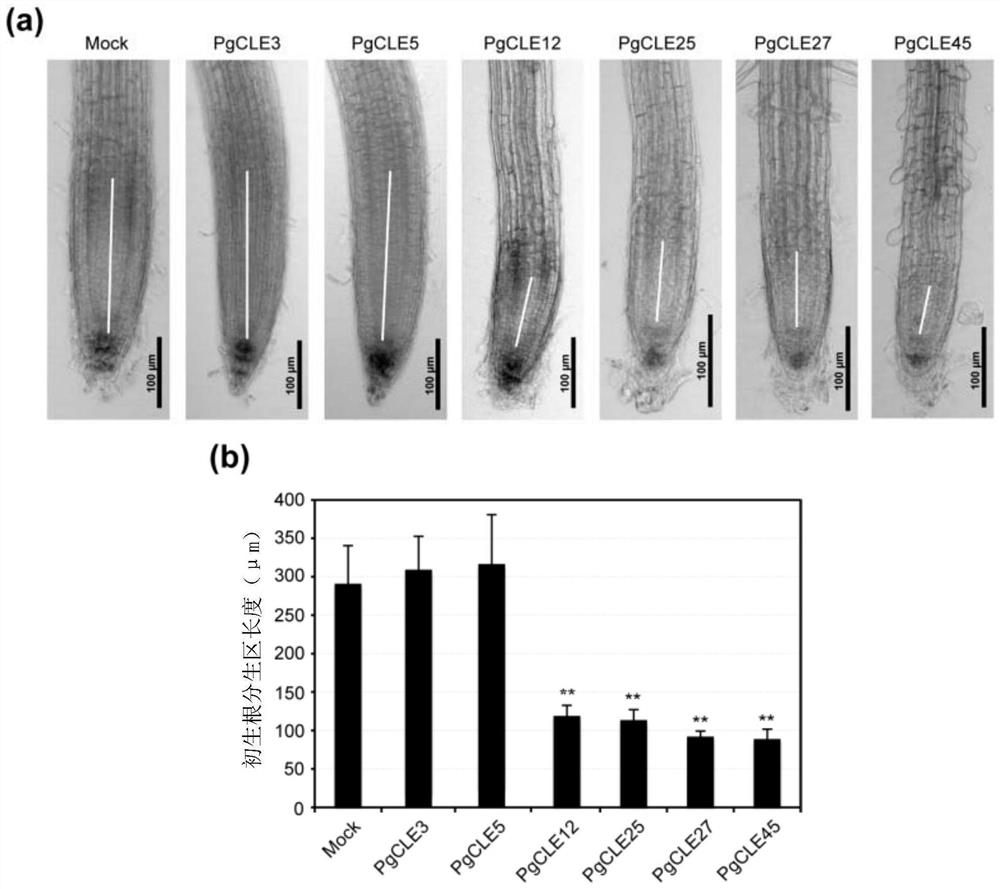 Panax ginseng cle family peptides and their application in the regulation of plant root growth and development