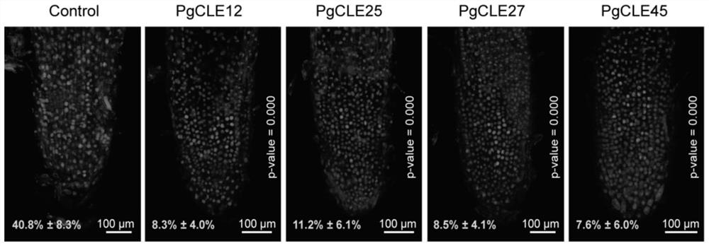 Panax ginseng cle family peptides and their application in the regulation of plant root growth and development