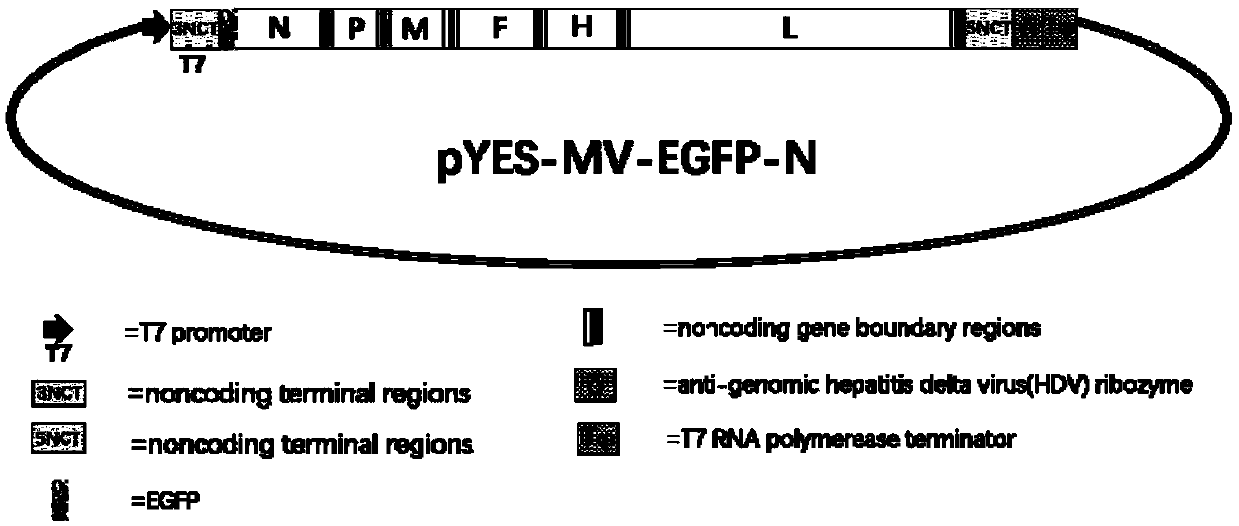 Recombinant measles virus and preparation method and application thereof