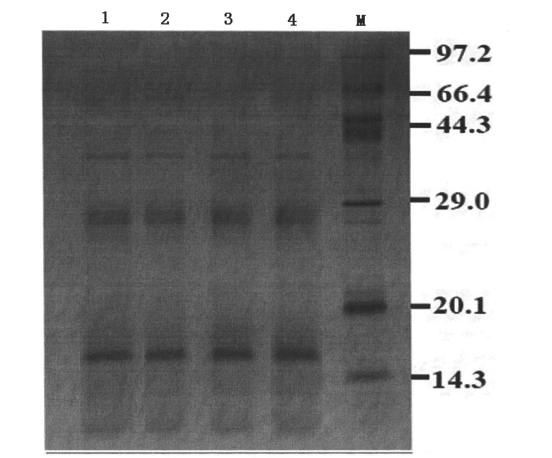 Method for purifying and preparing allergen vaccine