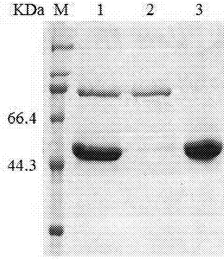 Truncated L1 protein of human papillomavirus type 33