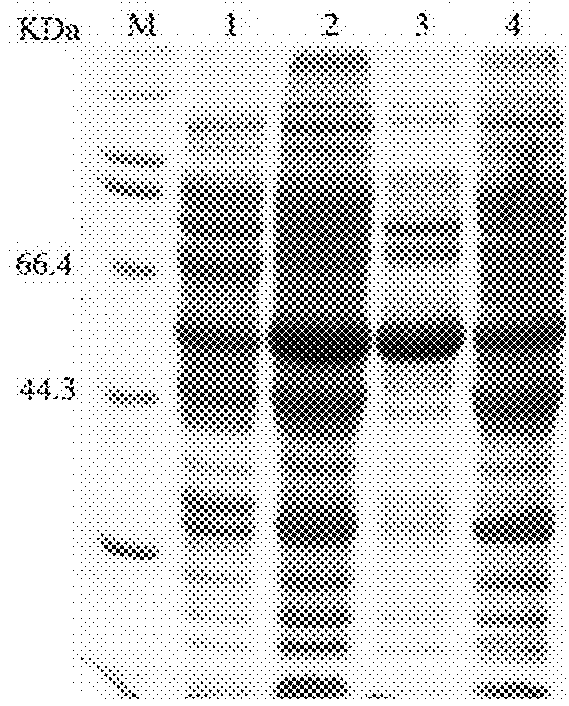 Truncated L1 protein of human papillomavirus type 33