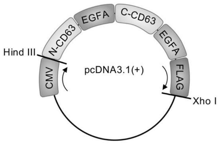 Recombinant gene, vector and exosome for double-way antagonism of PCSK9 as well as preparation method and application of exosome