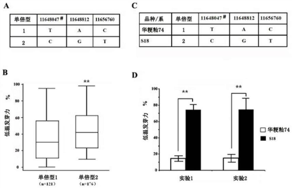 Gene for stably expressing low-temperature germination capacity of rice and molecular marker and application thereof