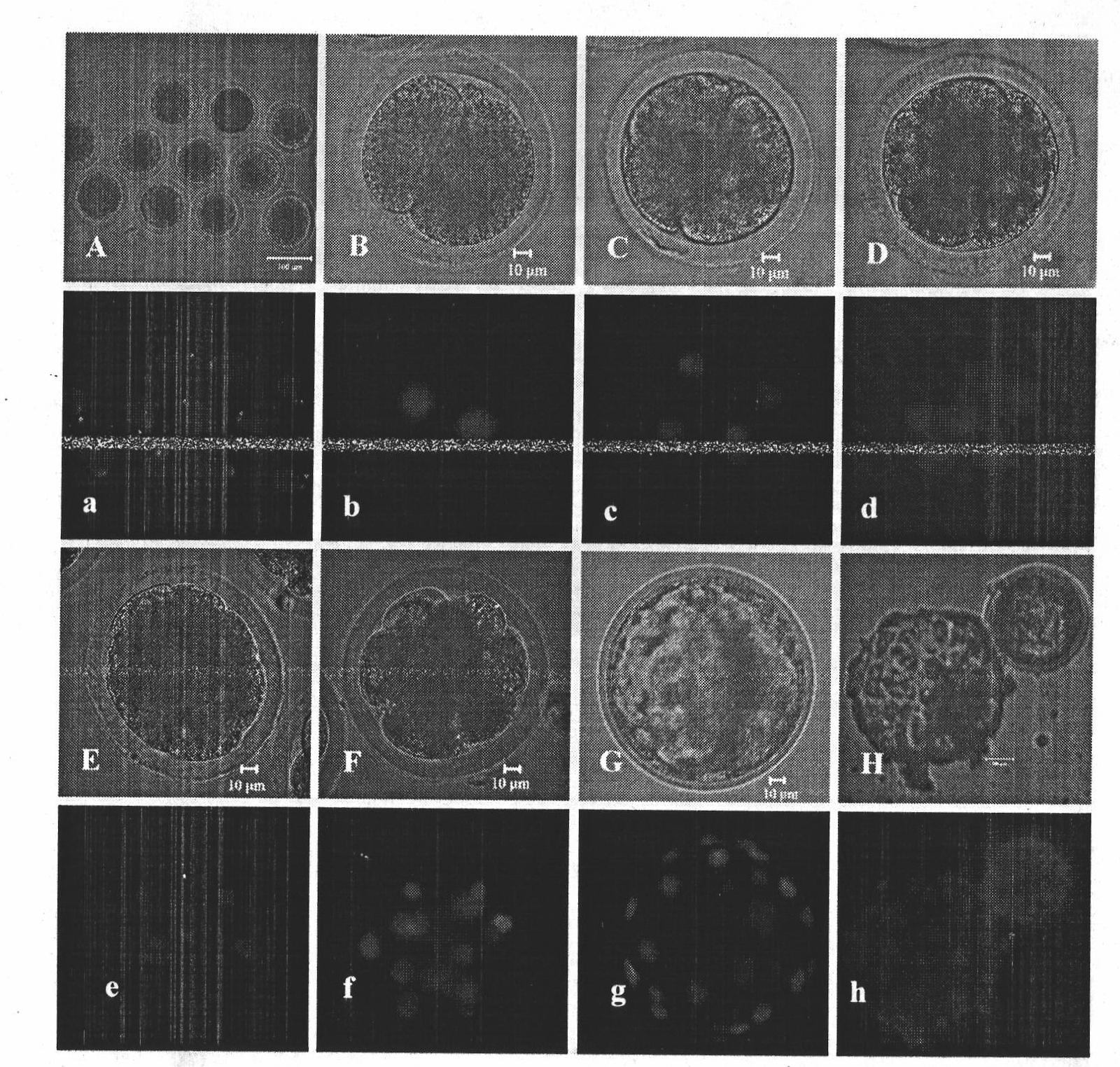 Simple in-vitro maturation culture method for oocytes