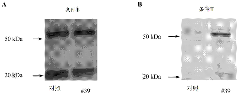 Specific marker Glut3 (Glucose Transporter 3) of embryonic stem cells and application thereof