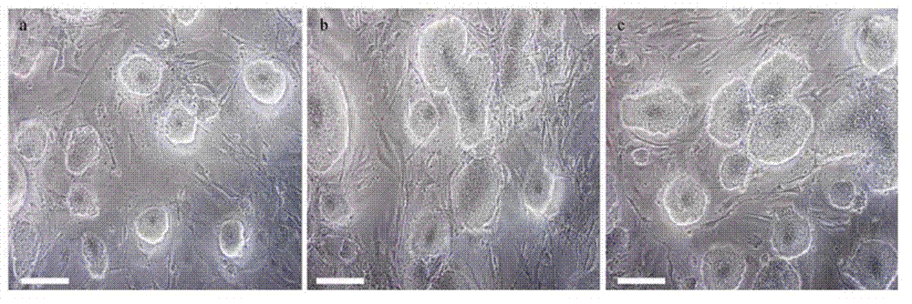 Specific marker Glut3 (Glucose Transporter 3) of embryonic stem cells and application thereof