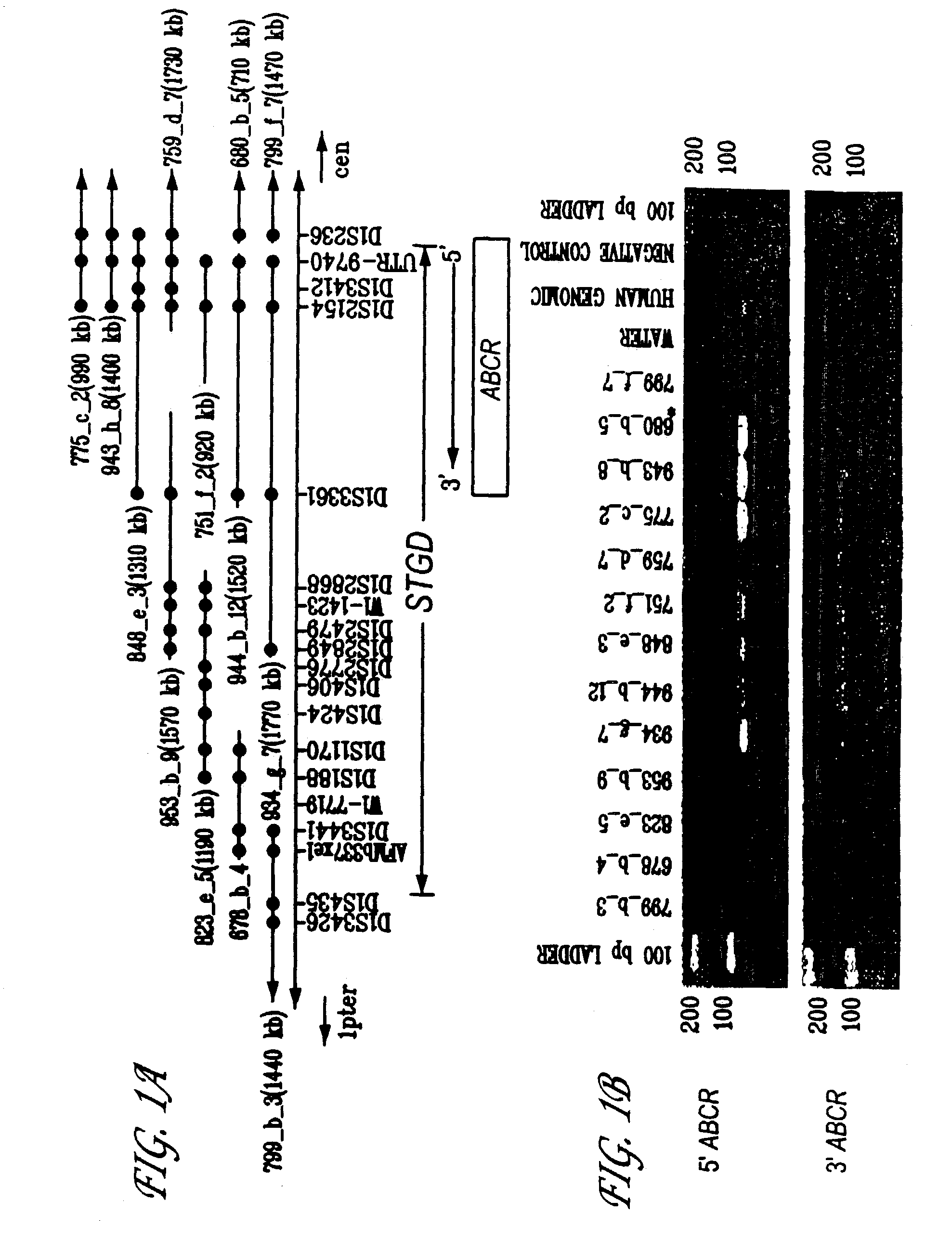 Nucleic acid and amino acid sequences for ATP-binding cassette transporter and methods of screening for agents that modify ATP-binding cassette transporter