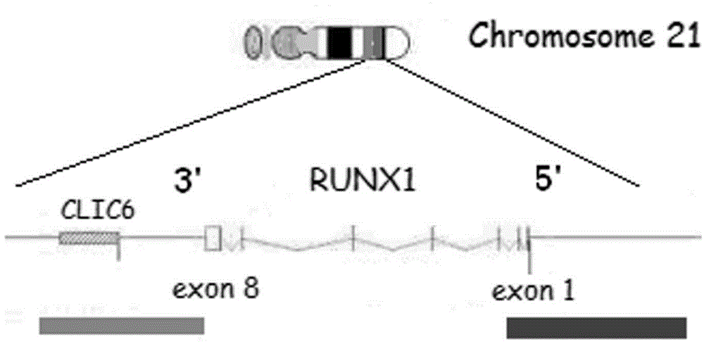 RUNX1 gene splitting and copy number increase detection kit and preparation method thereof