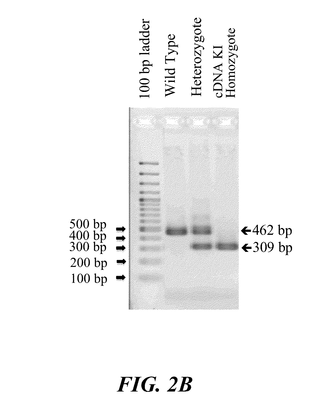 Thrombopoietin mimetics for the treatment of radiation or chemical induced bone marrow injury