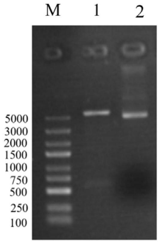 Acinetobacter baumannii omp22 recombinant multi-antigen epitope polypeptide and its application