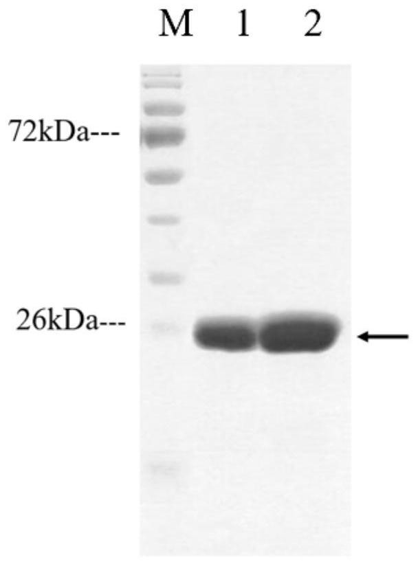 Acinetobacter baumannii omp22 recombinant multi-antigen epitope polypeptide and its application