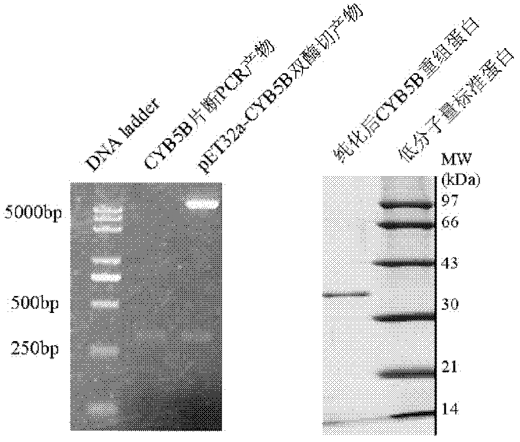 Antibody of cytochrome b5 type B and application thereof in purifying mitochondria
