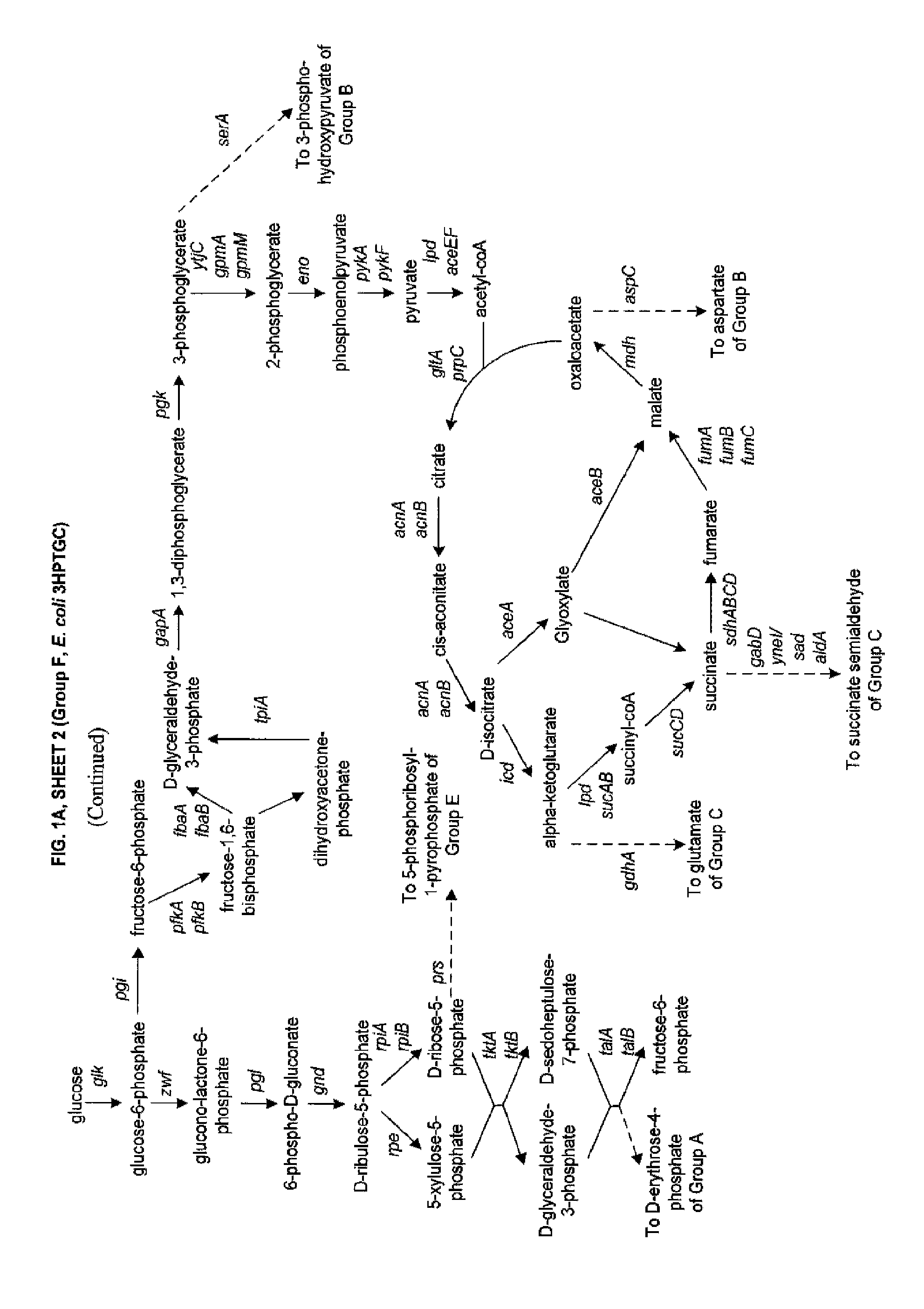 Methods, Systems and Compositions for Increased Microorganism Tolerance to and Production of 3-Hydroxypropionic Acid (3-HP)