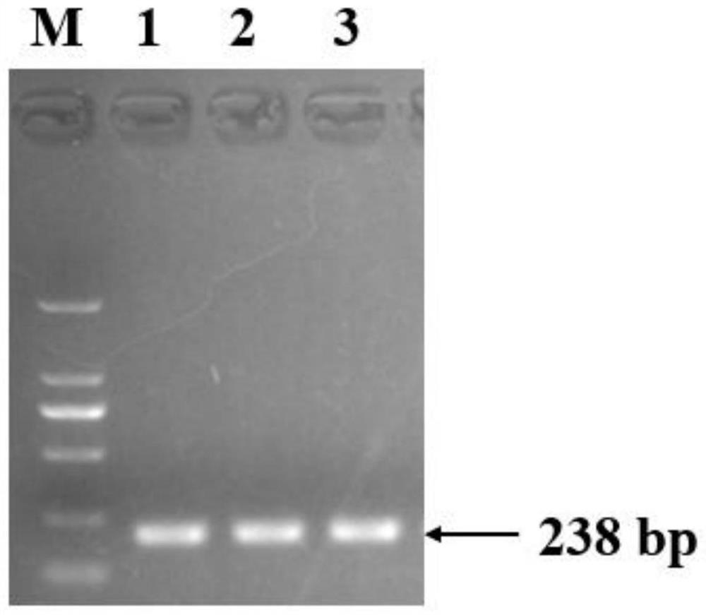 Application of a pig SNP molecular marker in the screening of pig reproductive traits and pig breeding