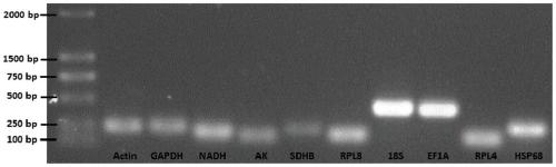 Reference genes of Metopolophium dirhodum and screening method and application thereof