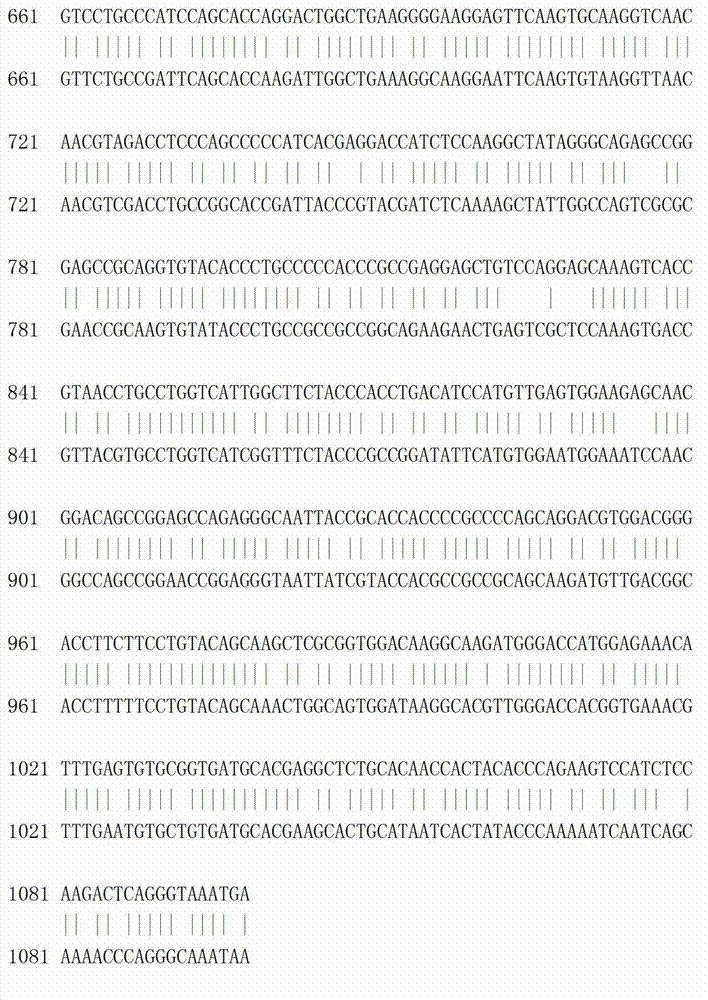 Recombinant porcine IL2-Fc (interteukin-2-Fc) fusion protein as well as encoding gene and expressing method of fusion protein