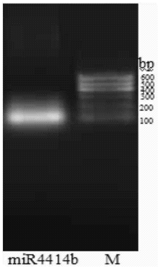 Cloning method of microrna precursor gene in Phyllostachys pubescens