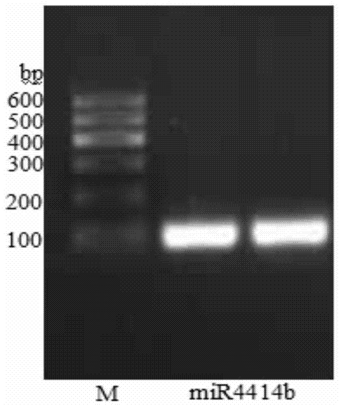 Cloning method of microrna precursor gene in Phyllostachys pubescens