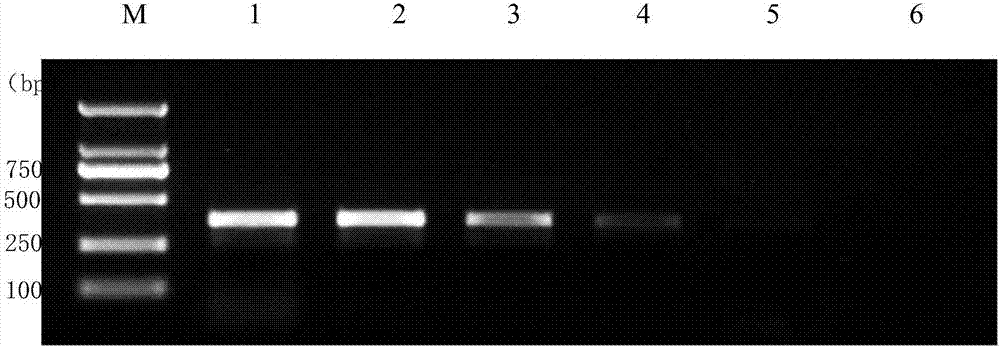 Detection primer for wolbachia in small brown rice planthopper as well as detection method and detection kit thereof