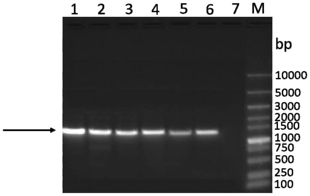 Swine fever virus recombinant antigen as well as preparation method and application thereof