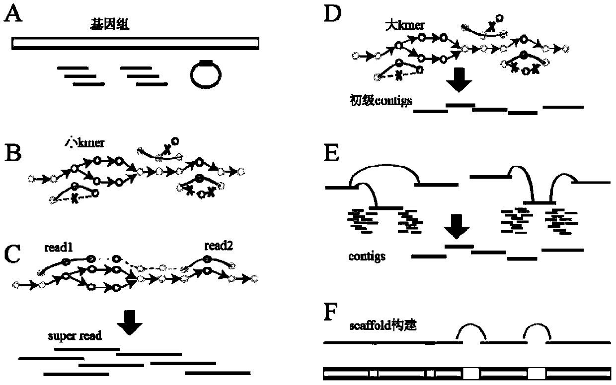 Genome de novo assembly method based on high-throughput sequencing data