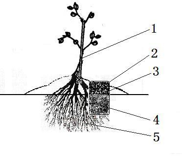 Root-promoting yield-increasing method of kiwi fruit