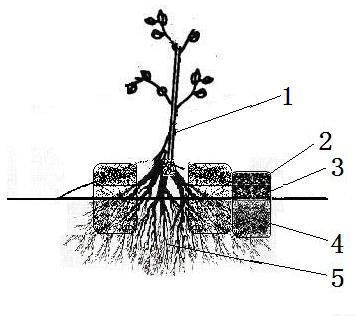 Root-promoting yield-increasing method of kiwi fruit