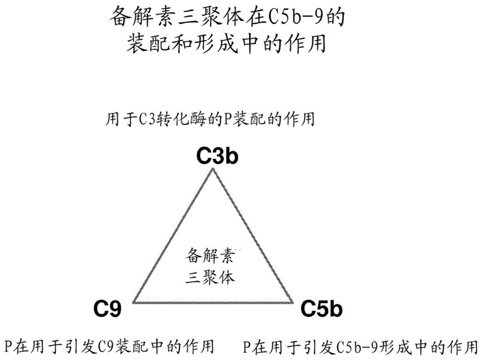 A method for inhibiting alternative pathway mediated disorders with anti-properdin antibodies that inhibit c5 interactions with properdin