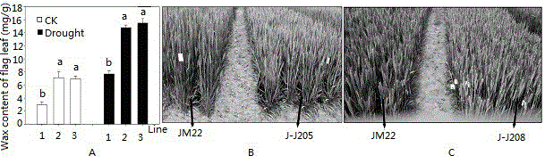 Breeding method for new varieties of drought-resistant wheat