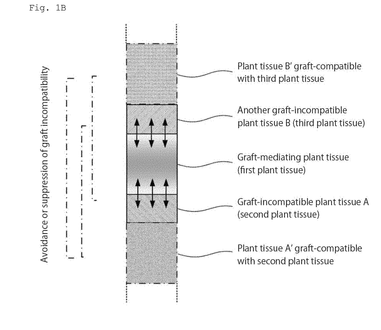 Grafted plant body and method for producing same