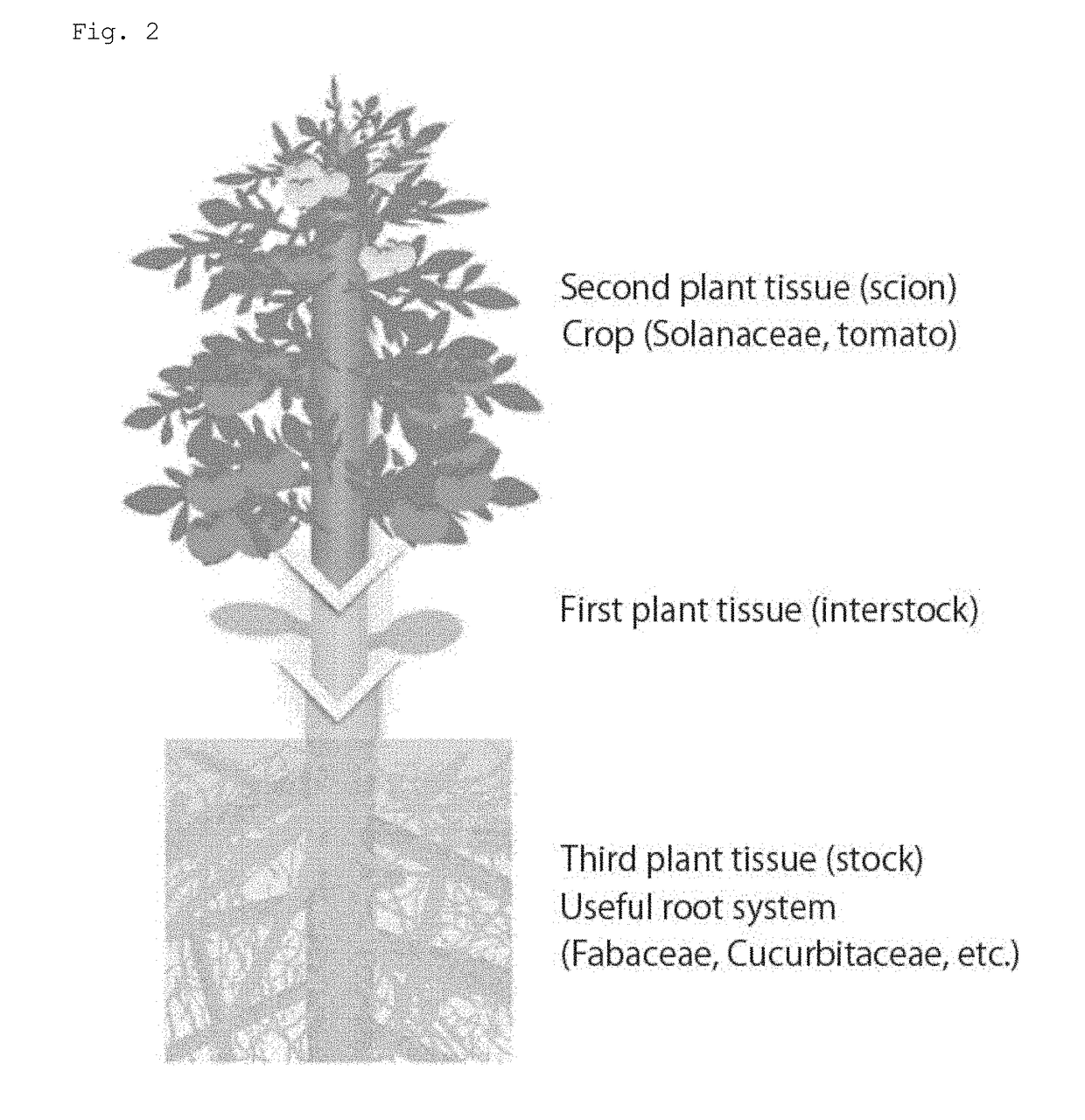 Grafted plant body and method for producing same