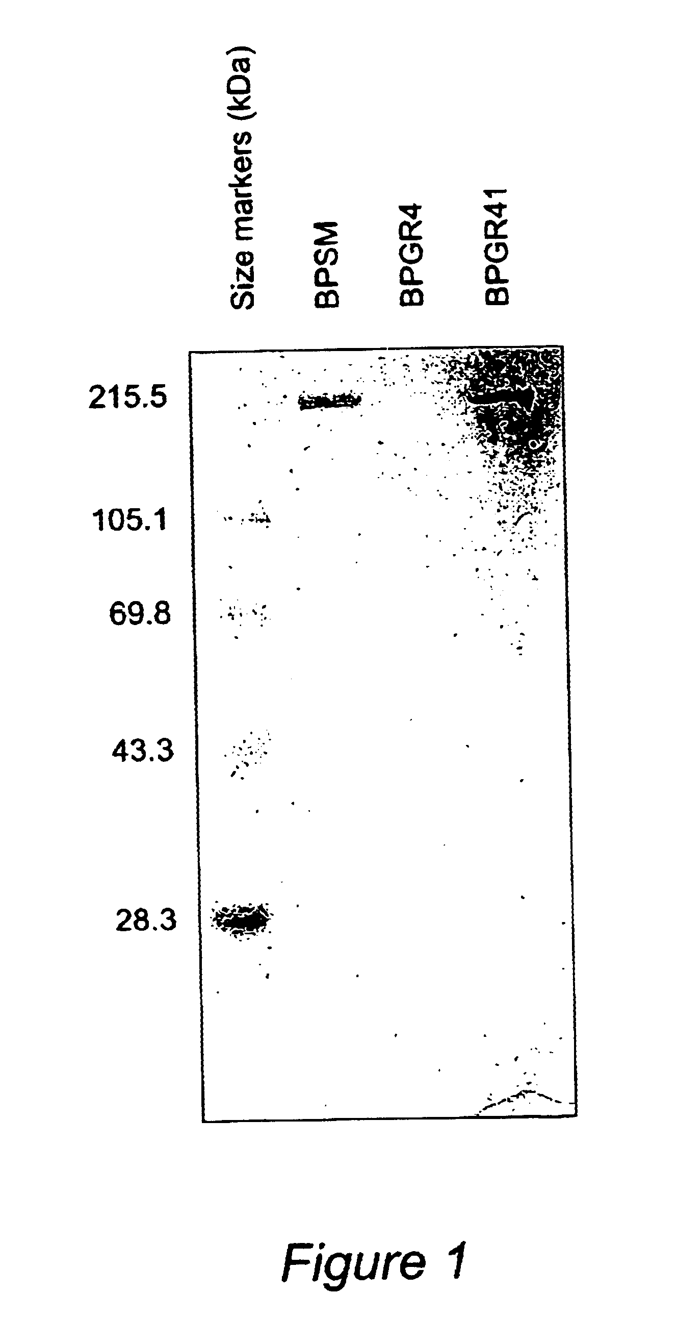 Recombinant proteins of filamentous haemagglutinin of bordetella, particularly bordetella pertussis, method for producing same, and uses thereof for producing foreign proteins of vaccinating active principles