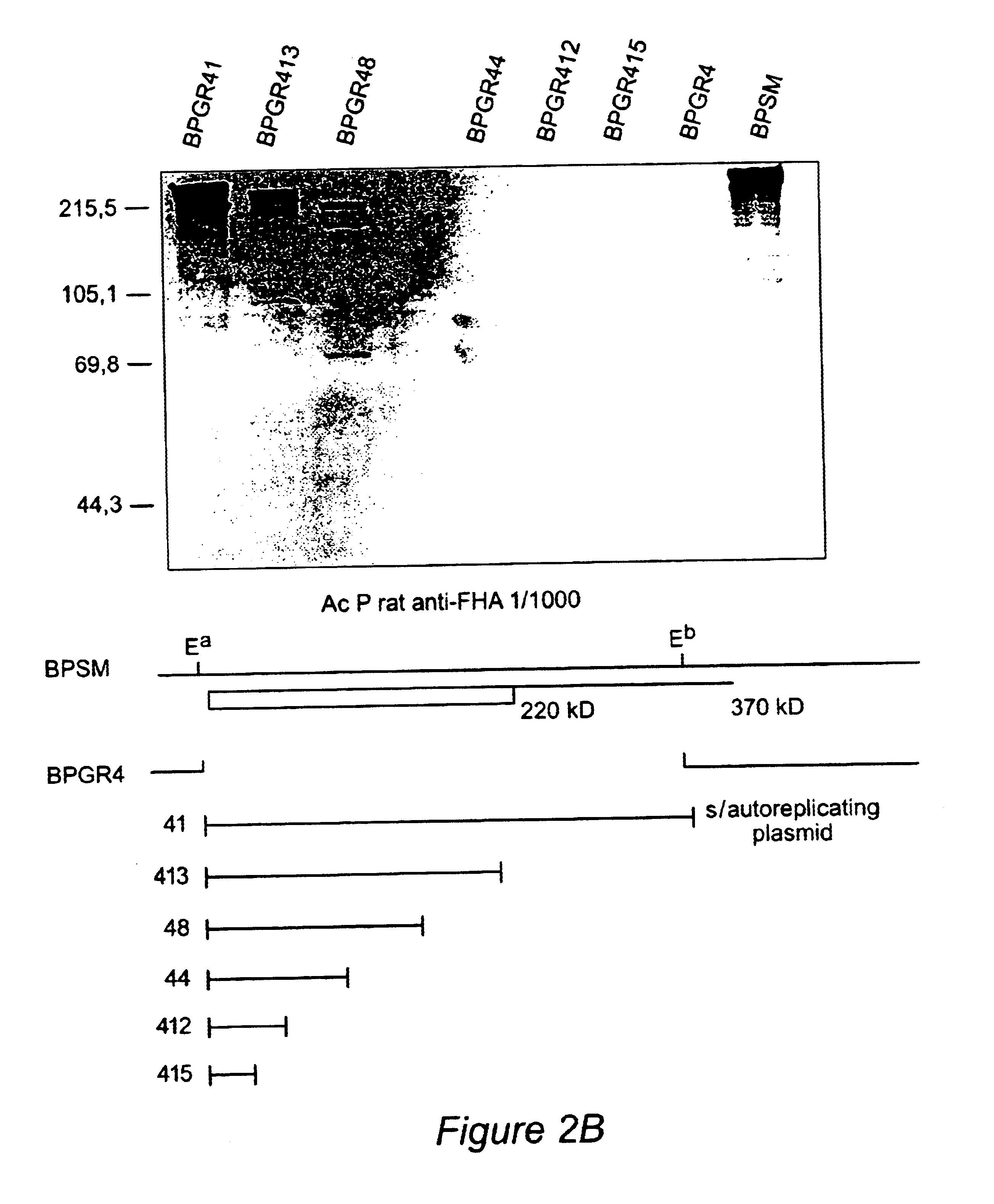 Recombinant proteins of filamentous haemagglutinin of bordetella, particularly bordetella pertussis, method for producing same, and uses thereof for producing foreign proteins of vaccinating active principles