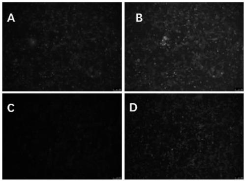 Construction and application of Marc-145 stable cell strain