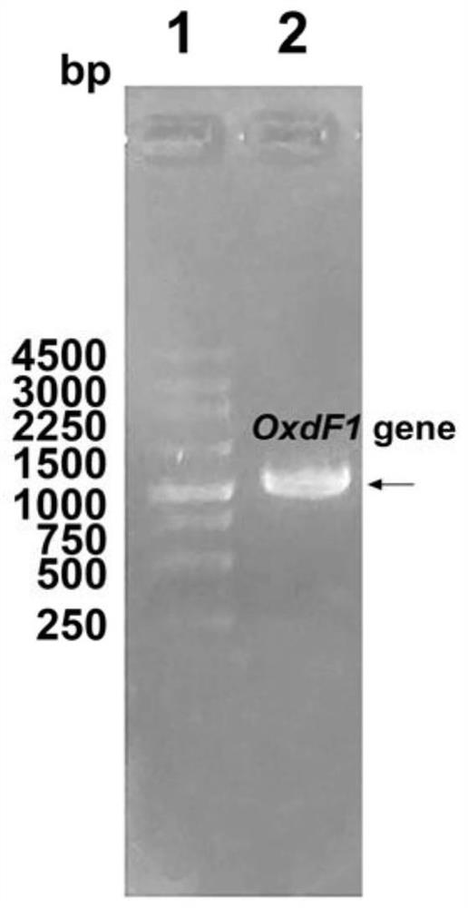 A kind of aldoxime dehydratase and its application in catalytic synthesis of aromatic nitrile compounds