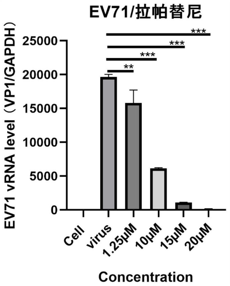 Application of lapatinib and/or medicinal derivatives thereof in preparation of anti-enterovirus drugs