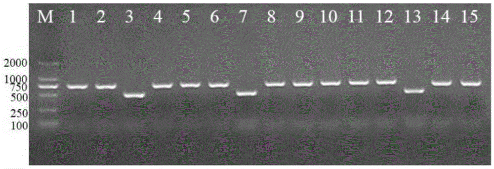 Molecular marker vaccine strain for Brucella melitensis and application of molecular marker vaccine strain