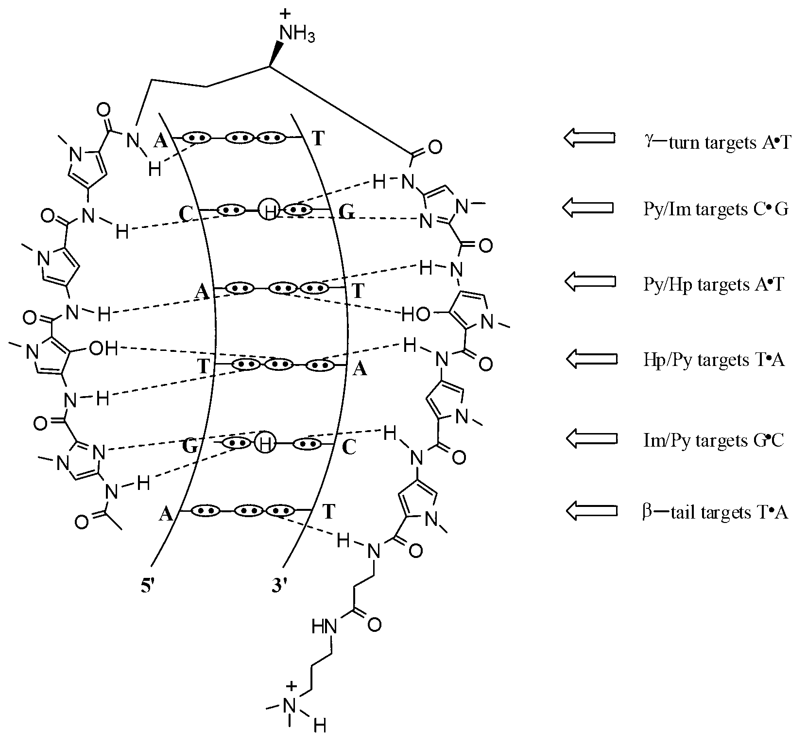 Hairpin polyamide modified by chiral (S)-beta-hydroxyl-gamma-amino acid and application for same