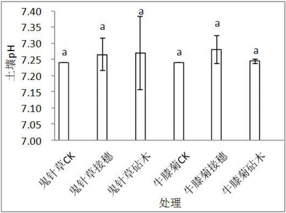 Method for improving cadmium pollution repair capability of Galinsoga parviflora offspring by using grafting