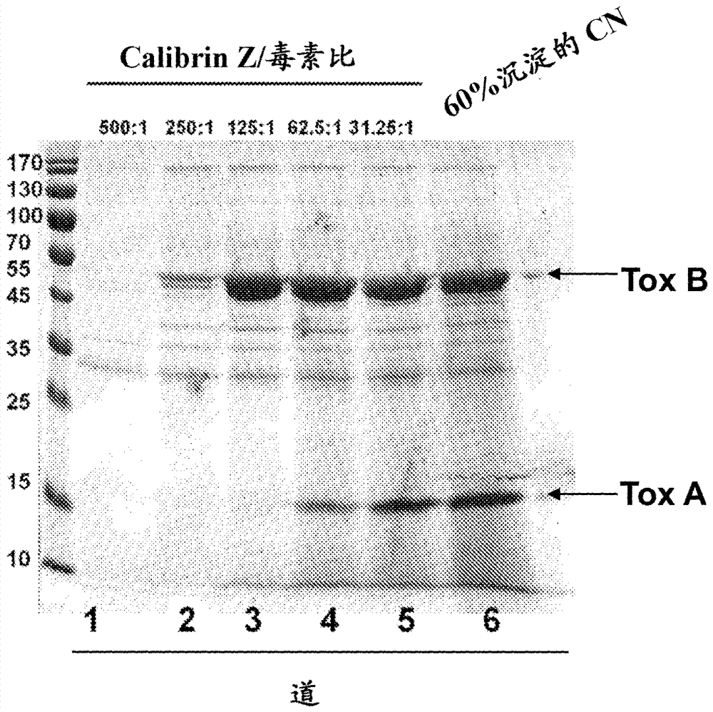 Use of a clay product to decrease the effects of bacterial disease in shrimp