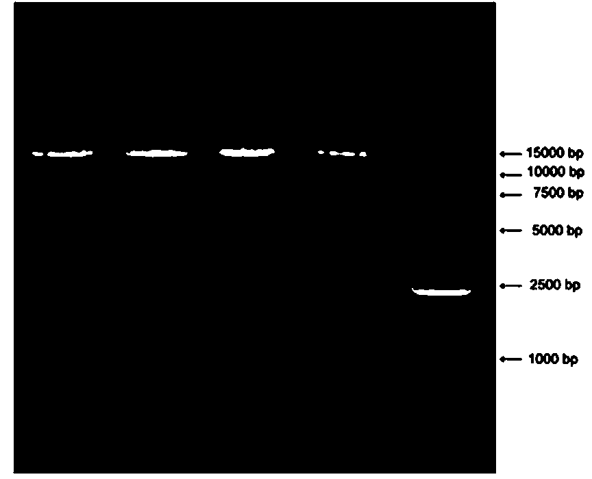 Recombinant adenovirus expression vector based on adenovirus HAd49 and construction method thereof