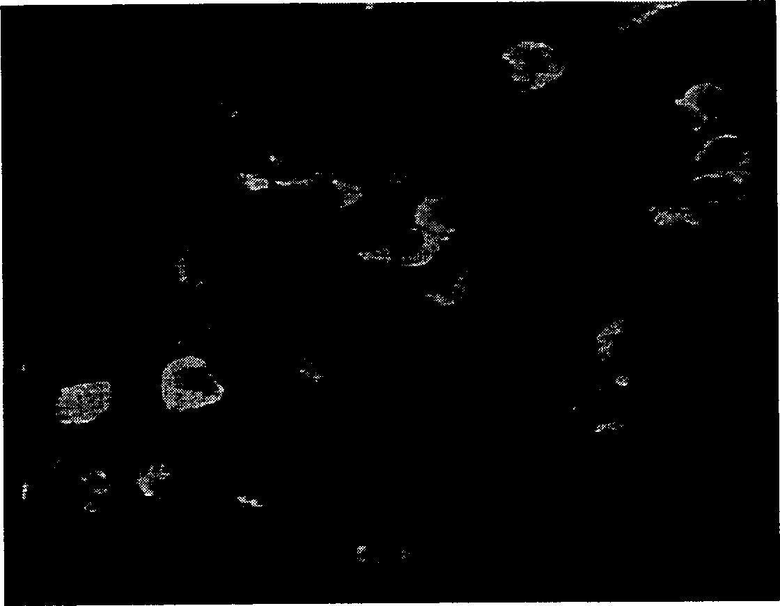 Mucous membrane immunizing agent of polyglycol-inactivated vaccine