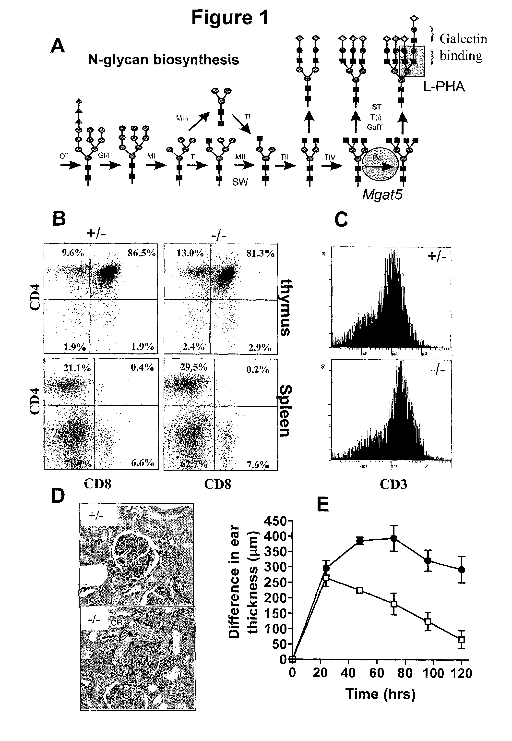 Compositions and methods for regulating receptor clustering