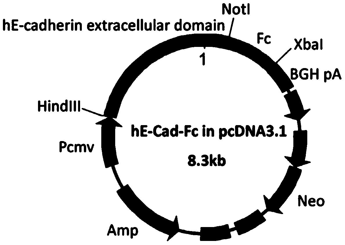 A three-dimensional compound cell aggregate model and its preparation method and application